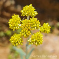 Anaphalis pelliculata Trimen